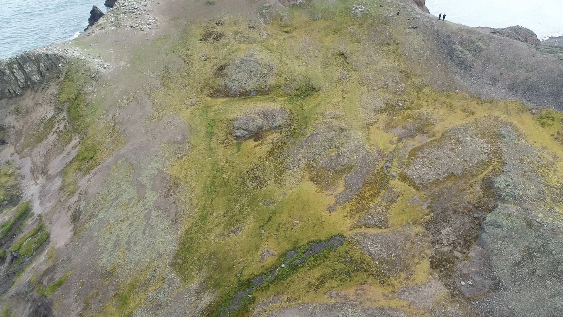 Antarctic moss and lichen in rare colour on bare rock
