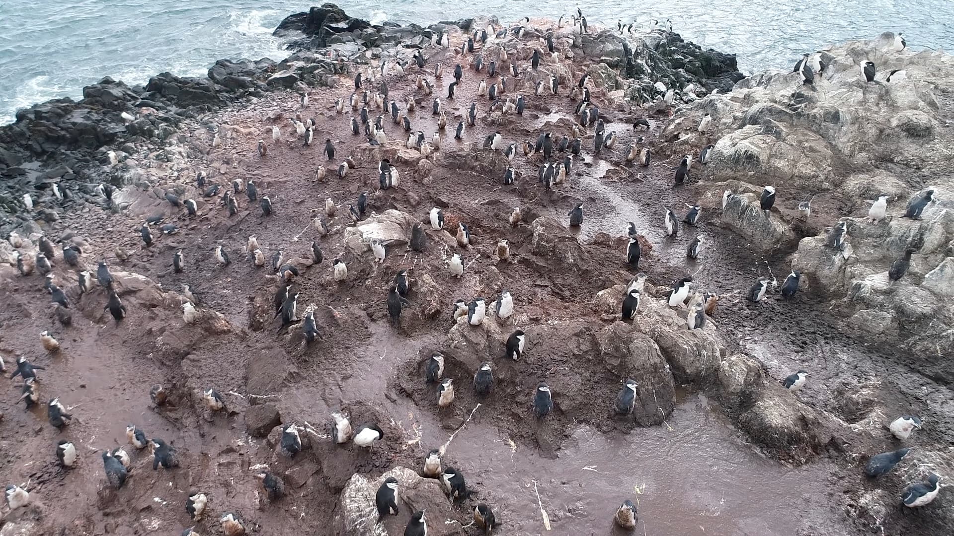A penguin colony on the coastline, seen from above