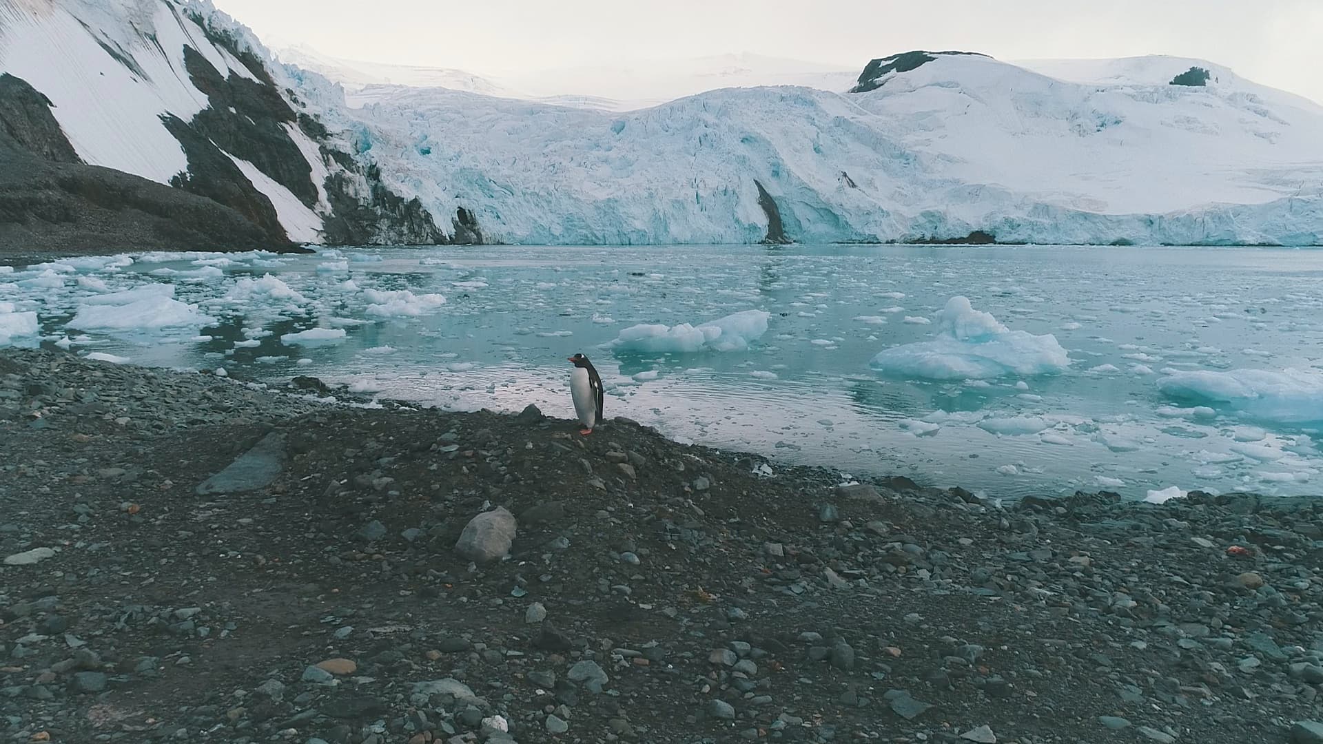 A single penguin beside an iceberg